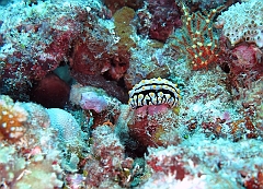 IMG_1138rf_Maldives_Madoogali_Plongee 12_Kuda Kandu_Nudibranche_Phyllidia sp